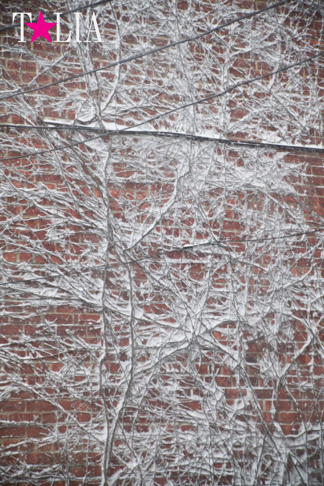 Фотографии из нашего окна. Снежный Шторм в Нью-Йорке 23 января 2016